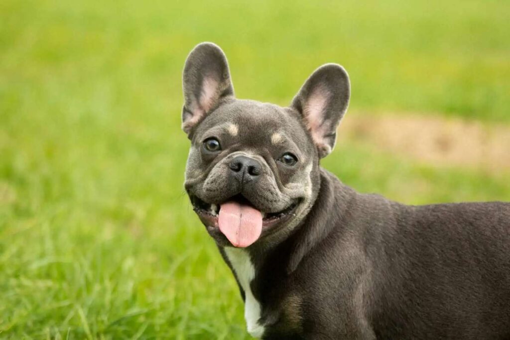 Cutest Dog Breed French bulldog – 20 Cutest Dog Breed We All Wish We Could Cuddle All the Time – The Labrador retriever, widely regarded as one of the cutest dog breeds, boasts an endearing combination of playfulness and loyalty that has captured the hearts of many. This breed is known for its friendliness towards humans and dogs alike, making them an ideal family pet. With their warm and affectionate personalities, Labradors are the perfect cuddle buddies and have earned a reputation as one of the cutest dog breeds for cuddling.