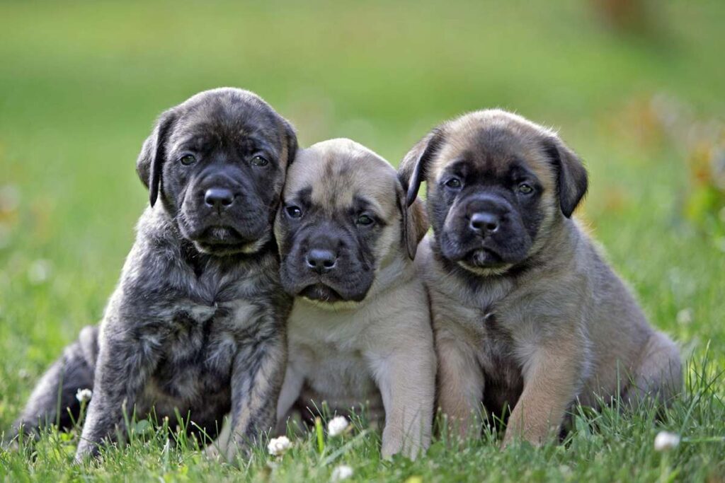Cutest Dog Breed Mastiffs – 20 Cutest Dog Breed We All Wish We Could Cuddle All the Time – The Labrador retriever, widely regarded as one of the cutest dog breeds, boasts an endearing combination of playfulness and loyalty that has captured the hearts of many. This breed is known for its friendliness towards humans and dogs alike, making them an ideal family pet. With their warm and affectionate personalities, Labradors are the perfect cuddle buddies and have earned a reputation as one of the cutest dog breeds for cuddling.