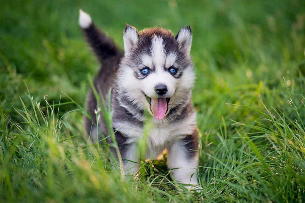 Cutest Dog Breed Siberian husky – 20 Cutest Dog Breed We All Wish We Could Cuddle All the Time – The Labrador retriever, widely regarded as one of the cutest dog breeds, boasts an endearing combination of playfulness and loyalty that has captured the hearts of many. This breed is known for its friendliness towards humans and dogs alike, making them an ideal family pet. With their warm and affectionate personalities, Labradors are the perfect cuddle buddies and have earned a reputation as one of the cutest dog breeds for cuddling.