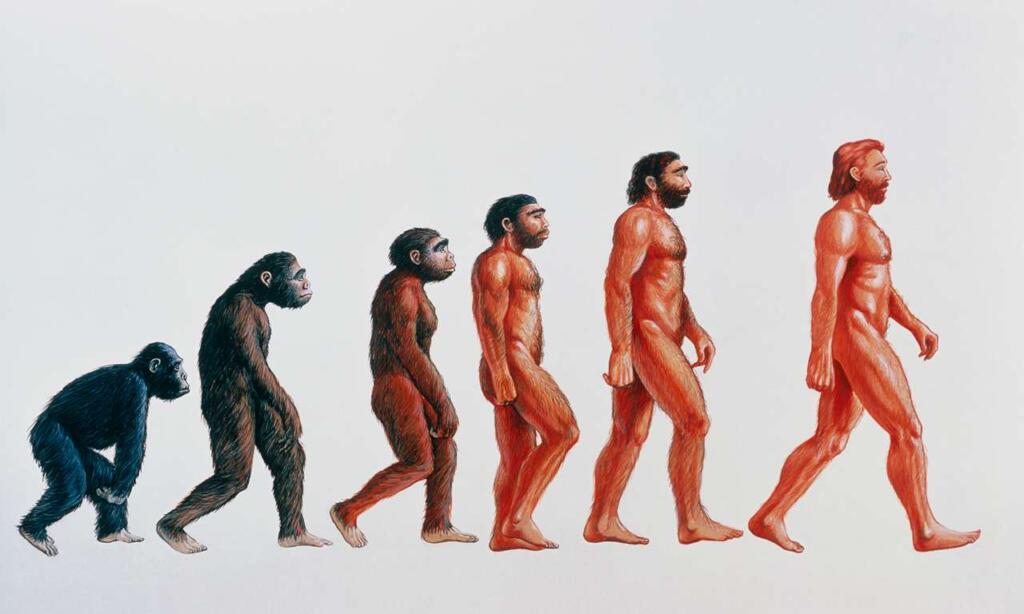 origins of walking, history of walking, evolution of walking, bipedalism, why do humans walk upright, benefits of walking upright, challenges of walking upright, science, who invented walking